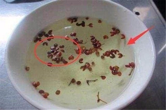 膝盖疼走路困难? 农村一种常见蔬菜, 每天擦一擦让你健步如飞!