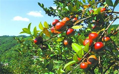 我国油茶实现产量产值多年双增长 今年茶油产量有望突破百万吨