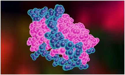 Cell：揭示瘦素促进身体燃烧脂肪之谜