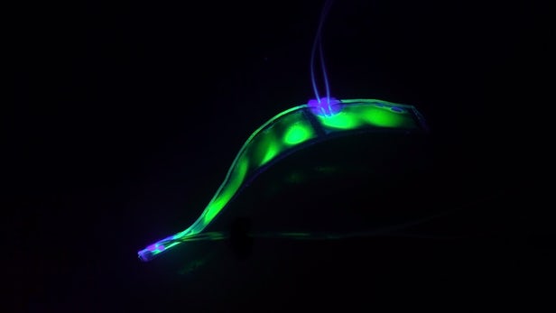 透明的机器鳗鱼可能会成为海洋生物学家的最佳“助手”