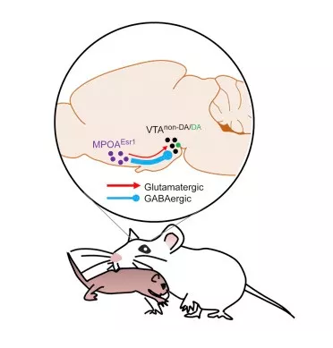 华人学者找到了母爱无私的科学依据