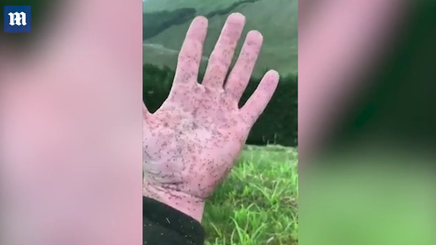 蚊虫席卷苏格兰 路人实拍被袭画面
