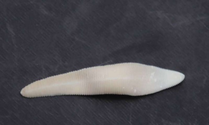 简单生物操控复杂动物：寄生虫不感染也能控制宿主