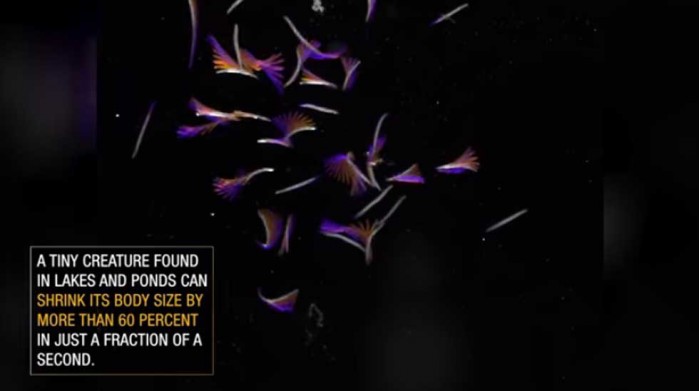 科学家发现地球上最小且运动速度最快的生物