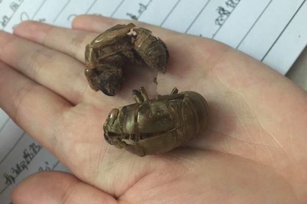 鼻炎克星竟是这种无名小虫，把它晒干冲水服，5天断根绝不复