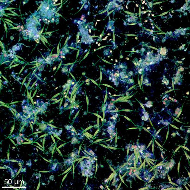 海洋中微塑料的命运：与生物体形成聚合体下沉海底
