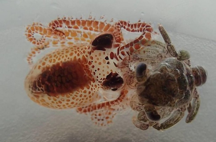海洋生物学家在塑料碎片上发现了长相可爱的小章鱼
