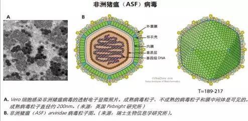又发现非洲猪瘟？真到了“谈猪色变”的时候了吗？