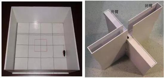 肥胖伤脑：科学家发现肥胖会诱导大脑细胞衰老