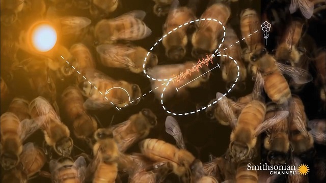 哈佛大学研究人员发现蜜蜂在炎热日子里为蜂巢降温的秘密