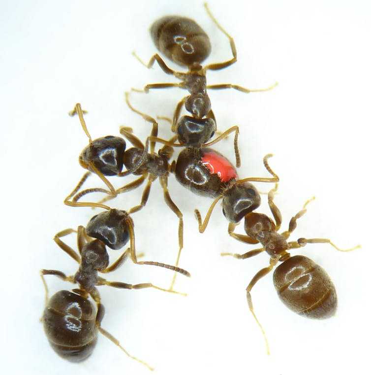 抗生素耐药性如何解？昆虫携带的微生物开启新思路