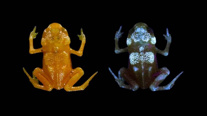 生物学家发现南瓜蟾蜍的骨骼在紫外线照射下会发出荧光
