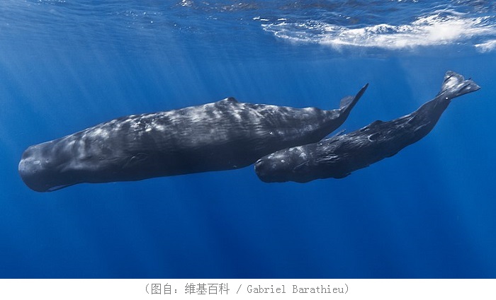 一头怀孕母鲸在意大利海岸边死亡 胃部被50磅塑料垃圾挤占