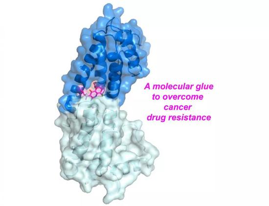 华人团队联合找到抗癌新分子 有效减少化疗耐药