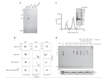 科学家揭晓细菌的自卫机制 发现了新的药物靶点