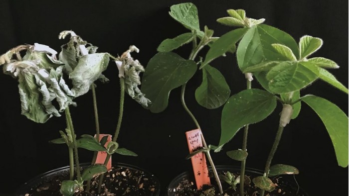 研究人员让农作物利用线虫化合物发生免疫反应保护自己
