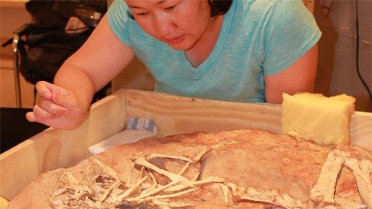 古代遗迹成时尚？恐龙化石竟成拍卖会的香饽饽