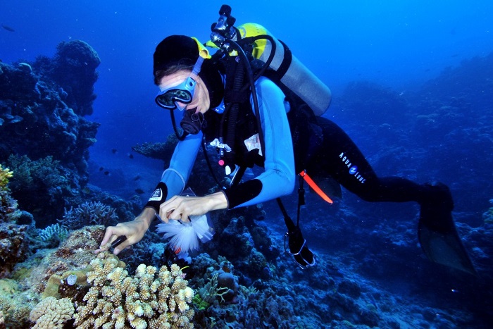 科学家发现某种海绵有助于抗击结核病