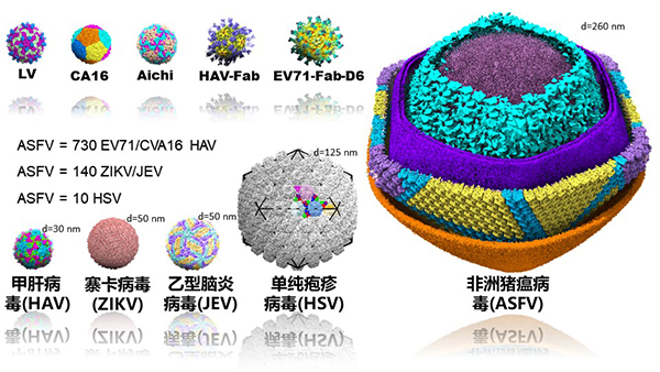 科学家解析非洲猪瘟病毒颗粒精细三维结构