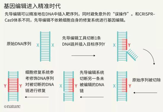 基因编辑研究又下一城：更精准的CRISPR工具面世