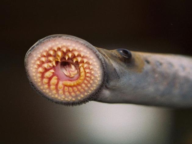 地球上为何会出现吸血生物？