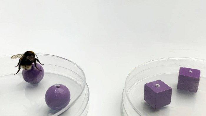 研究证明大黄蜂能在黑暗中找到它们以前见过的东西