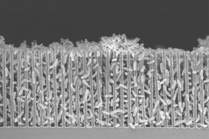 离火星殖民更近一步：混合物反应堆利用细菌将CO2转化为实用分子