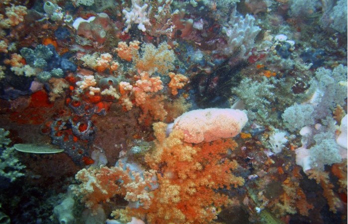 科学家发现海绵分子在实验室中阻止宫颈癌细胞的生长
