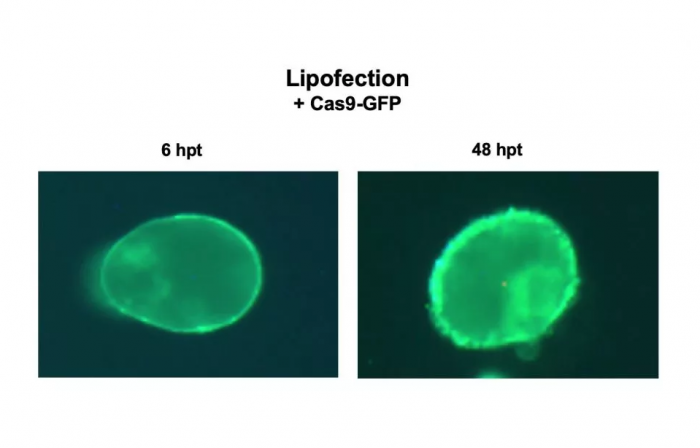 新的CRISPR方法可以编辑作物 但在技术上不会使其成为转基因生物