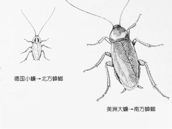 楼层这么高，为什么蟑螂仍能飞檐走壁，寄居家中？