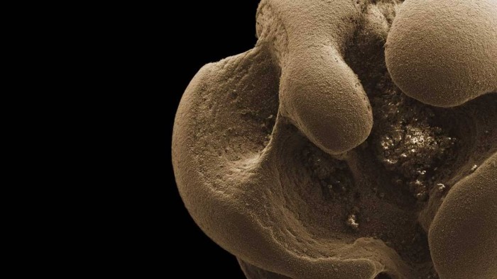 加州理工学院微生物学家发现了一种以金属锰为食的细菌
