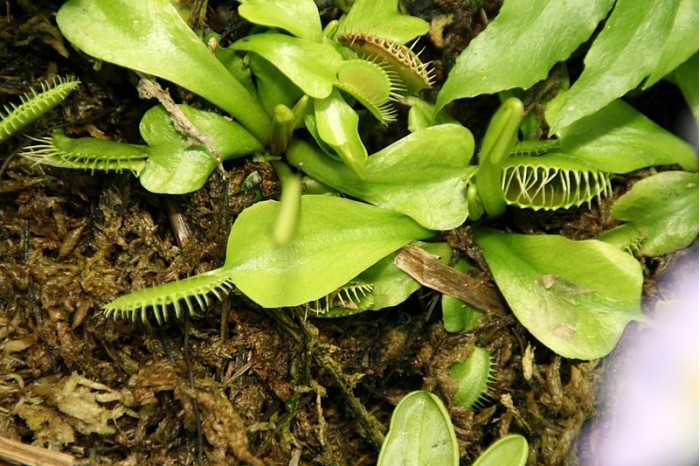 植物食虫，是被逼急了的“逆袭”？