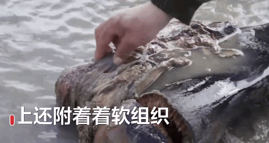 高温致西伯利亚永久冻土层融化 惊现一万年前有皮毛的猛犸象