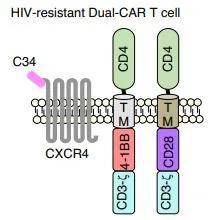 HIV病毒抑制速度翻倍：艾滋病CAR-T疗法要来了？