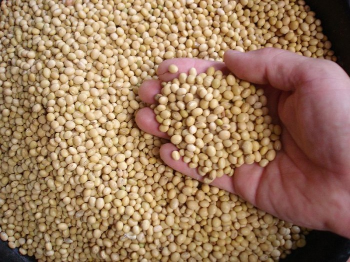 研究发现食用大豆与痴呆症风险之间存在的联系