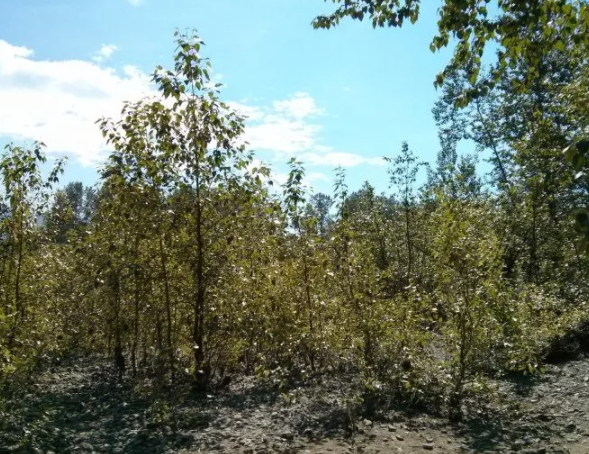 研究发现树木微生物可帮助作物从肥沃的土壤中汲取磷元素