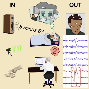 睡眠研究发现：清醒的做梦者可以与科学家“对话”