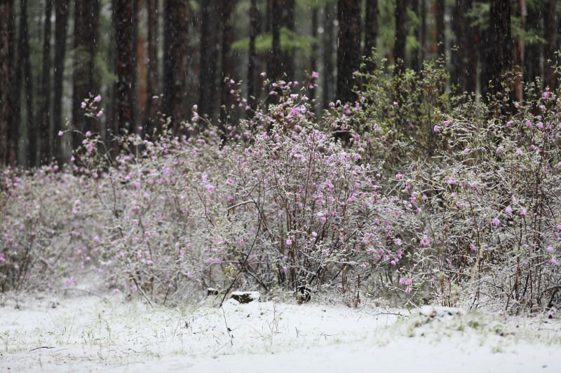 黑龙江漠河：五月飞雪，大雪压青松