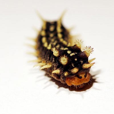 研究发现毛毛虫的毒液显示出用于药物和害虫控制的前景