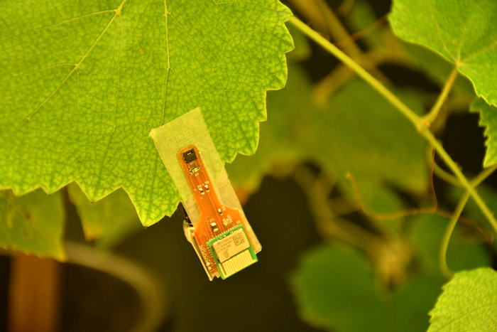 新型生物降解魔术贴:可贴在植物上用来监测环境