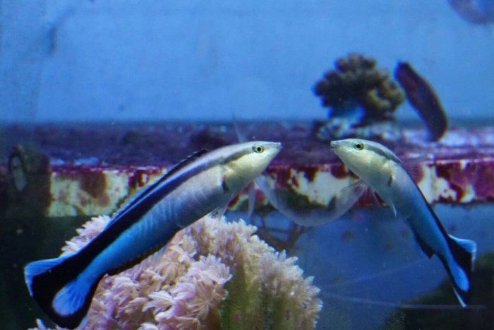 科学家证明了清洁鱼Labroides dimidiatus具有镜像自我认知能力