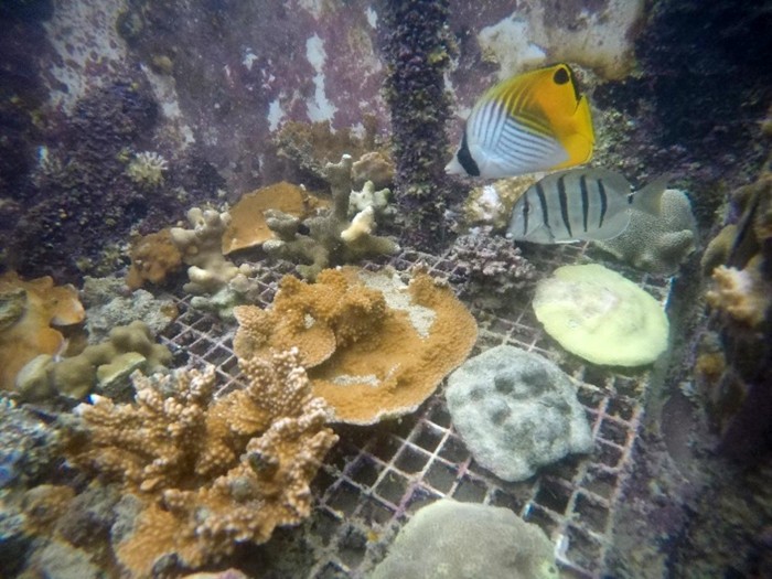 新研究观察到夏威夷珊瑚对海洋变暖表现出的惊人适应力