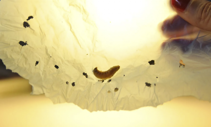 研究人员发现一种特殊类型的蠕虫可以快速分解塑料