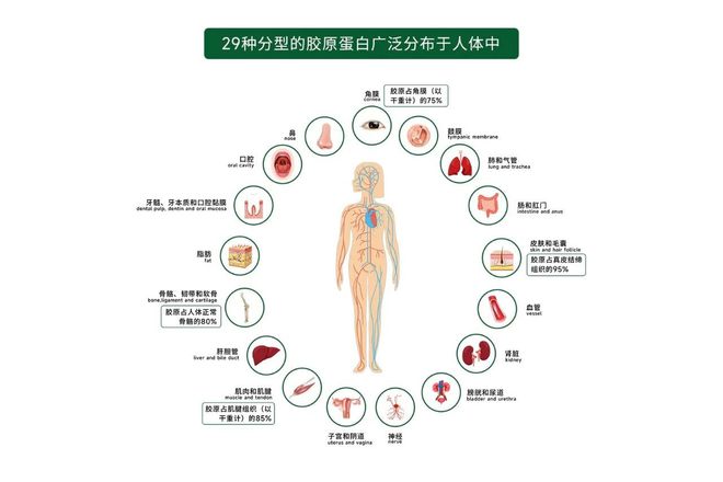 巨子生物挥旗，重组胶原行业看齐